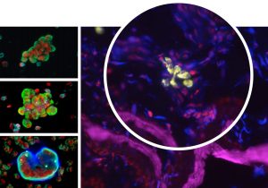 variety of cells x-zell